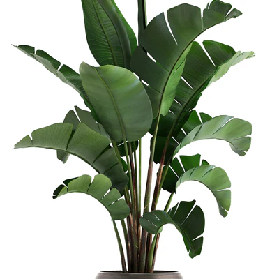 Plant collection 294. Banana, pot, flowerpot, indoor banana, strelitzia, luxury, strelitzia — Ver 2