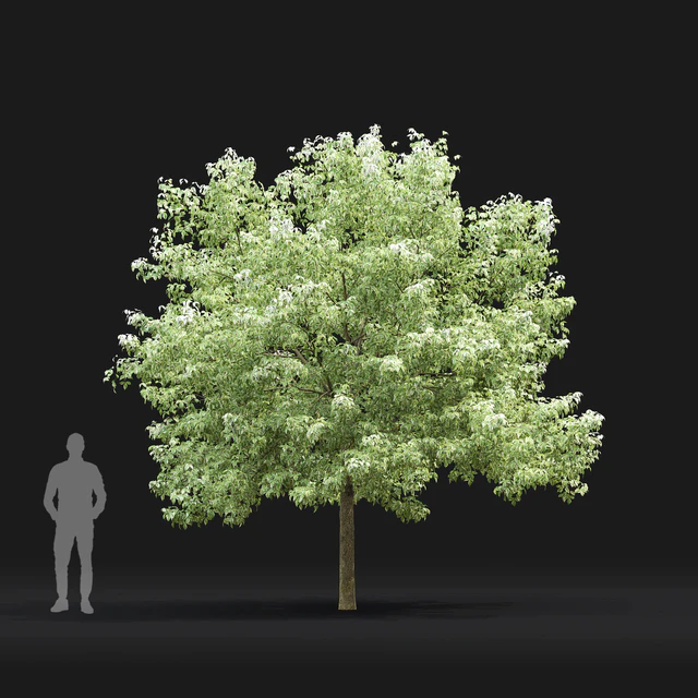 Acer Variegatum — Descargar