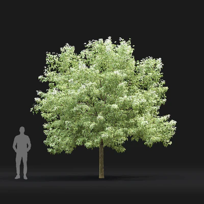 Acer Variegatum — Ver 4