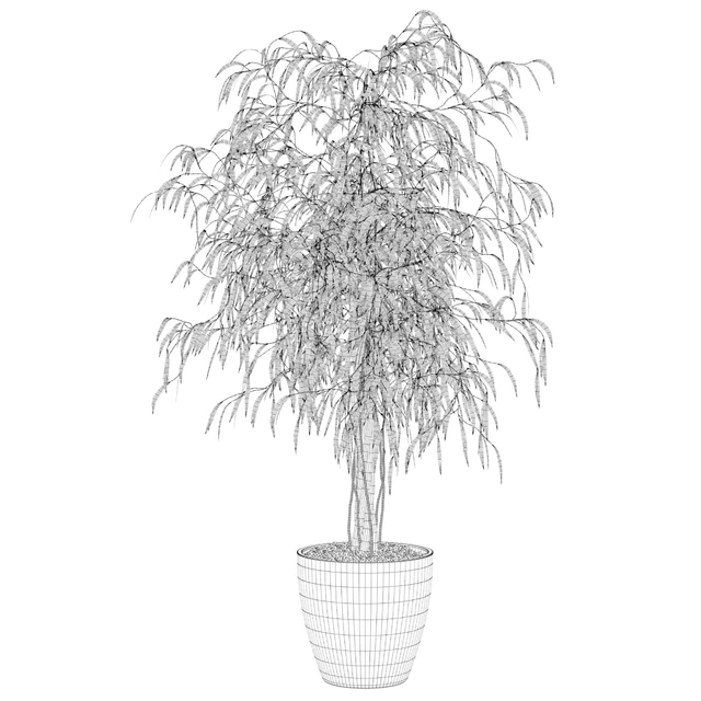 Plants collection 075 - ficus ali — Скачать