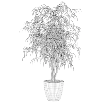 Plants collection 075 - ficus ali — Вид 4
