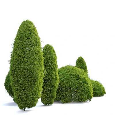 Thuja shrub — Ver 4