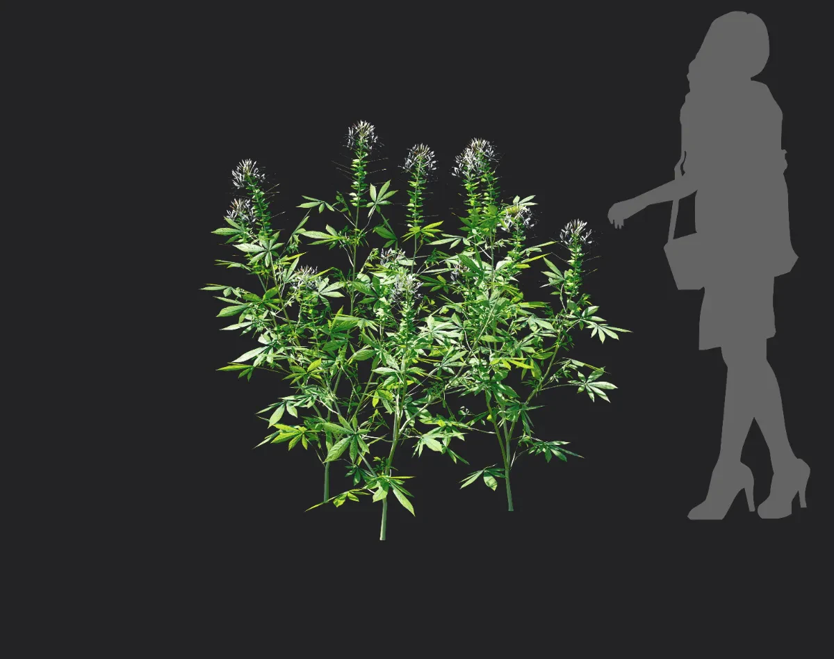 cleome spinosa 005 — Descargar