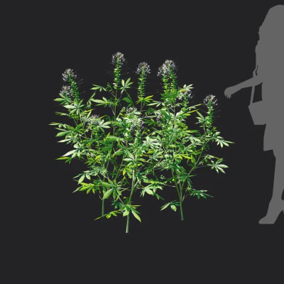 cleome spinosa 005 — Descargar