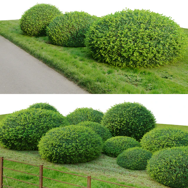 Boxwood 02 — Download