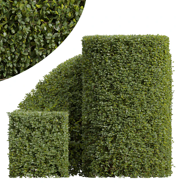 New Plant Ficus Concinna Bonsai Pruned07 — Descargar