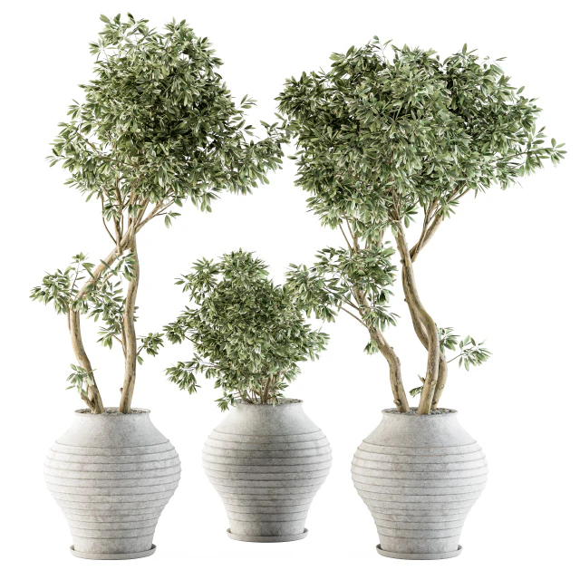 Outdoor Plants tree in Concrete Pot - Set 89 — Descargar
