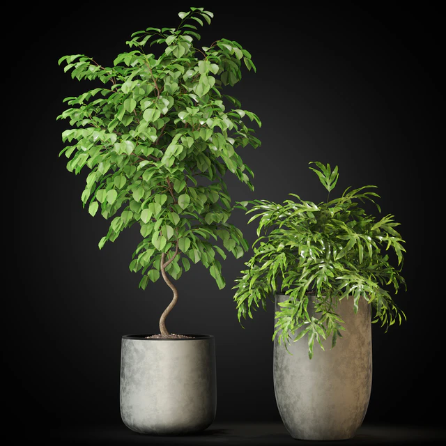 Plants collection 269 — Descargar