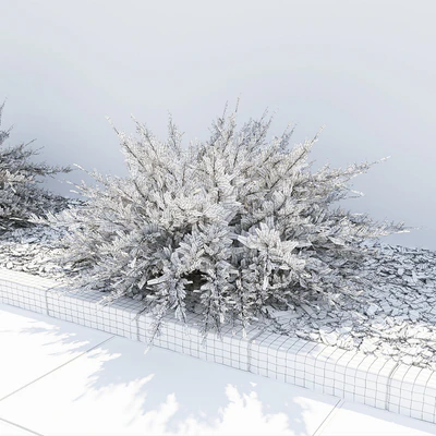 Juniperus Sabina (Juniperus sabina) — Ver 3