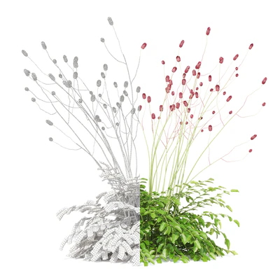 Hemophilus officinalis | Sanguisorba officinalis — Ver 3