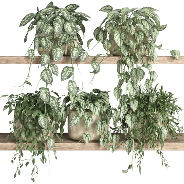 plants on shelf 22 — Скачать