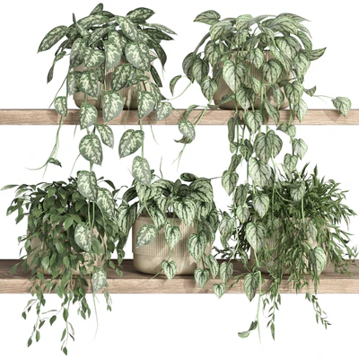 plants on shelf 22 — Вид 2
