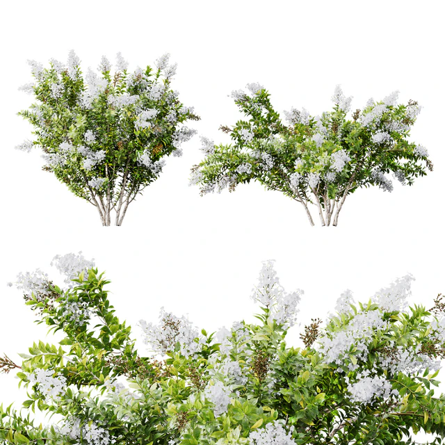 HQ Plants Myrtle White Flower little — Descargar