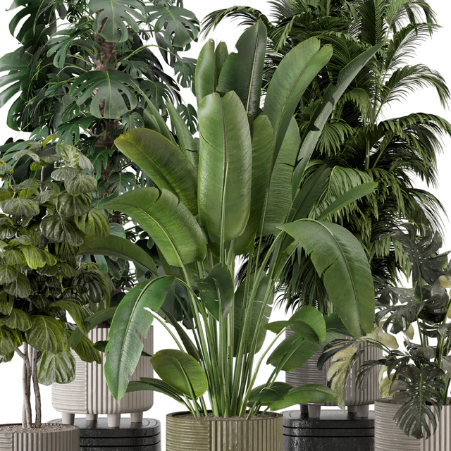 Indoor Planters in Cecilia Ficonstone Pot - Set 969 — Descargar