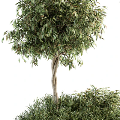 Outdoor Plant Set 172 - Plant Box tree — Вид 4
