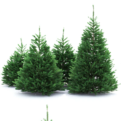 Spruce — Вид 3