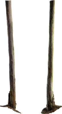dead pine tree trunk 002 — Descargar