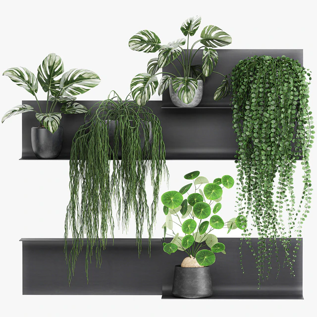 Vertical landscaping on a Black loft shelf with climbing plants, monstera, Dyschidia, Rhipsalis. Set 67. — Descargar