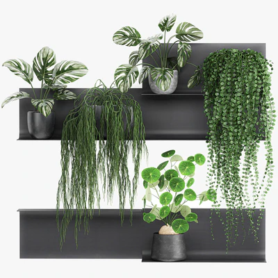 Vertical landscaping on a Black loft shelf with climbing plants, monstera, Dyschidia, Rhipsalis. Set 67. — Ver 4