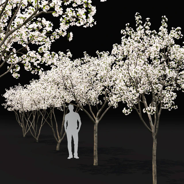 Blooming Apple Tree | Malus Hybridus flowering # 1 — Descargar