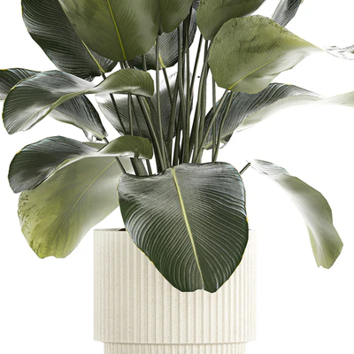 Beautiful exotic plant in a white flower pot Calathea lutea, Strelitzia bush. 1263 — View 6