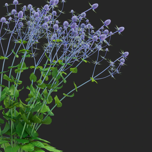 Cinegolovnik flat-leaved flowers | Eryngium planum — Descargar
