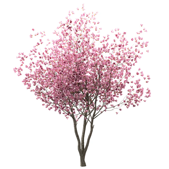 Set of Chinese Magnolia Trees (Saucer Magnolia) (3 Trees) — Descargar