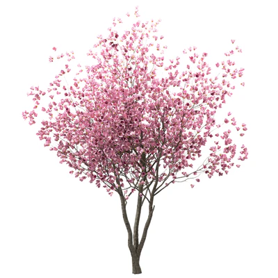 Set of Chinese Magnolia Trees (Saucer Magnolia) (3 Trees) — Ver 4