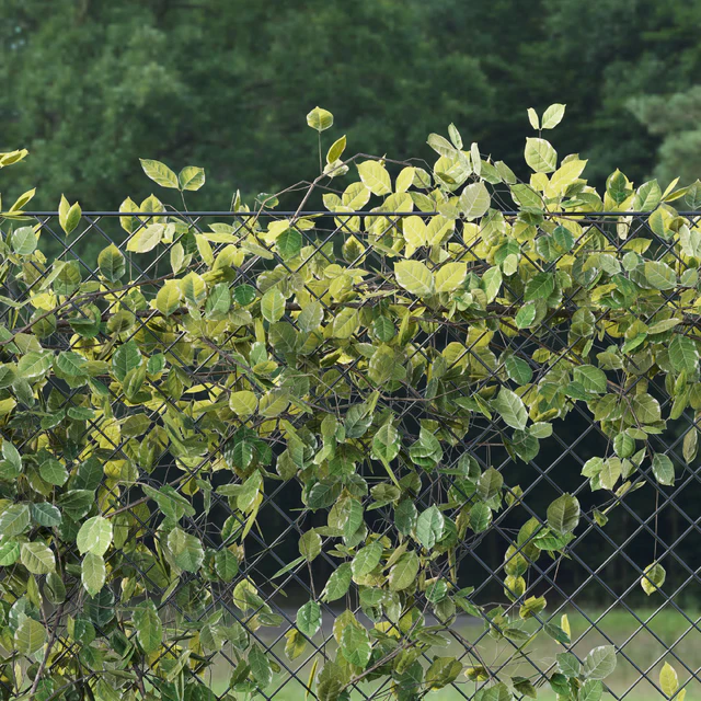 Ivy on Fence 02 — Скачать