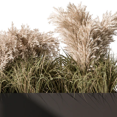 Pampas Plants - Outdoor Plants Set 433 — Ver 3