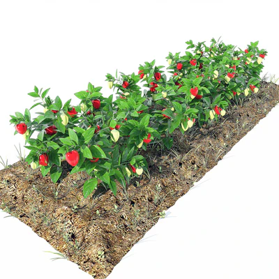 pepper — Вид 1