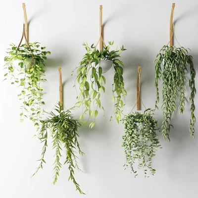Ampelous plants in white hemispheres of pots — Ver 1
