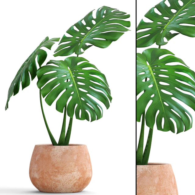 monstera, flower, pot, bush, flowerpot, clay, clinker, decorative, small plants — Descargar