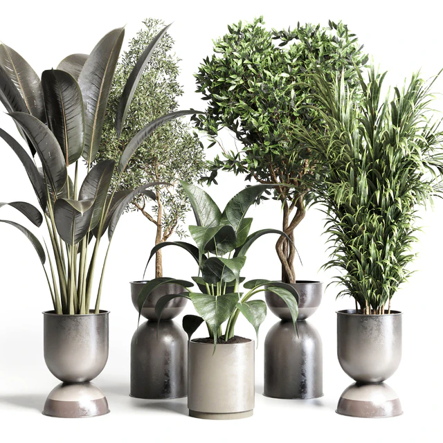 Collection indoor plant 156 pot plant ficus rubbery palm concrete dirt vase — Скачать