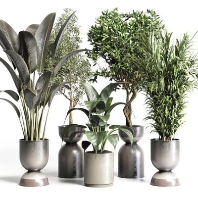 Collection indoor plant 156 pot plant ficus rubbery palm concrete dirt vase — Вид 1