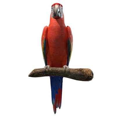 Red macaw — Ver 3