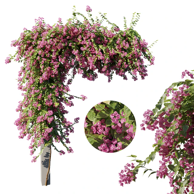 Bougainvillea — Descargar