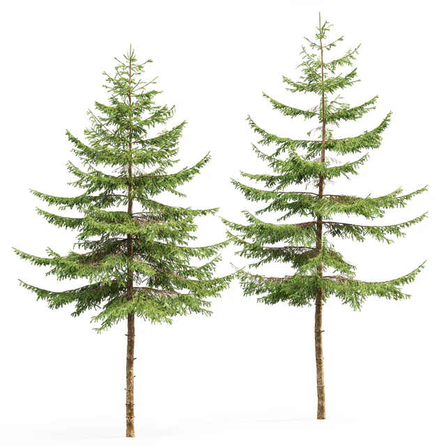Spruce — Descargar