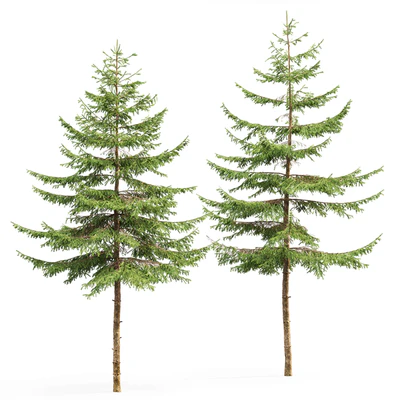 Spruce — Ver 3
