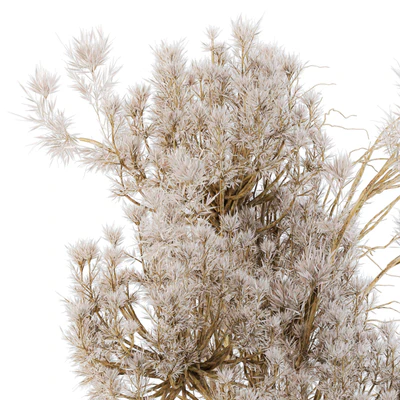 Dry plants 09 — Ver 4