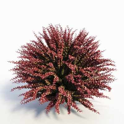 Berberis Thunbergii (Red Barberry) — View 2