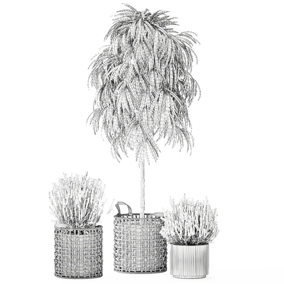 A collection of plants in modern wicker white baskets pots with a small ficus Ali tree, flowers and lavender bushes. Set 1358. — Ver 6