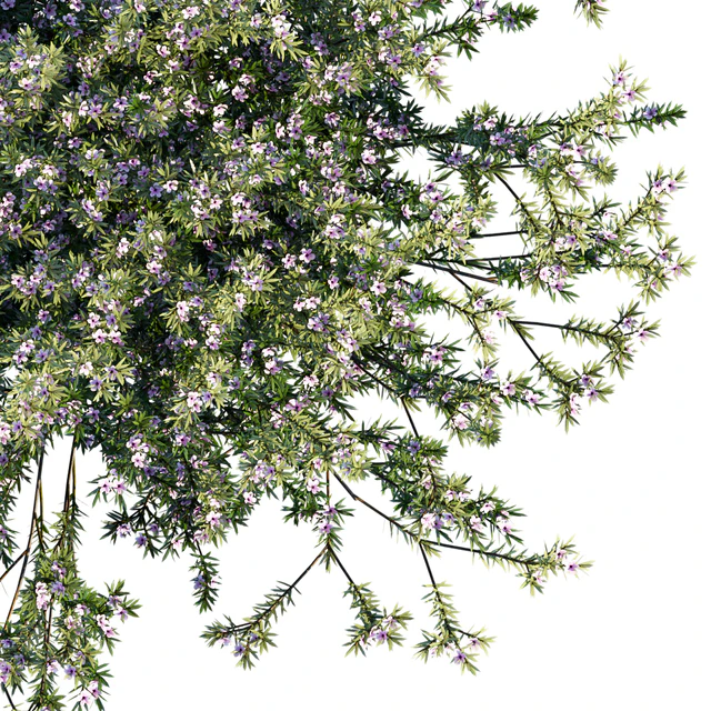 Coleonema Pulchrum | Breath Of Heaven — Скачать