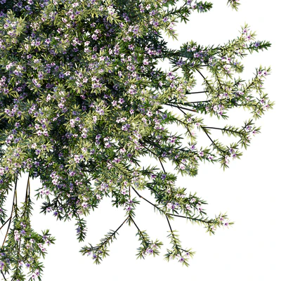 Coleonema Pulchrum | Breath Of Heaven — Вид 3