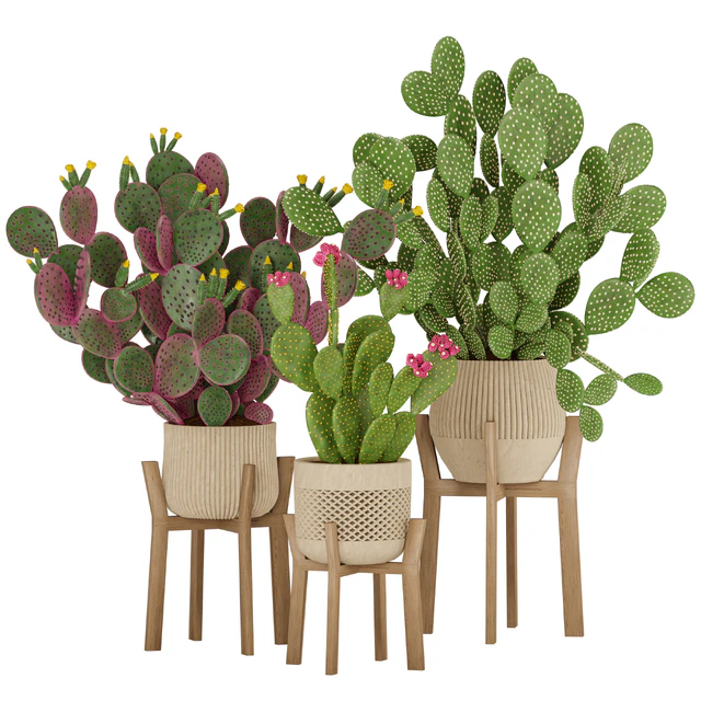 Prickly Cactus Set — Descargar
