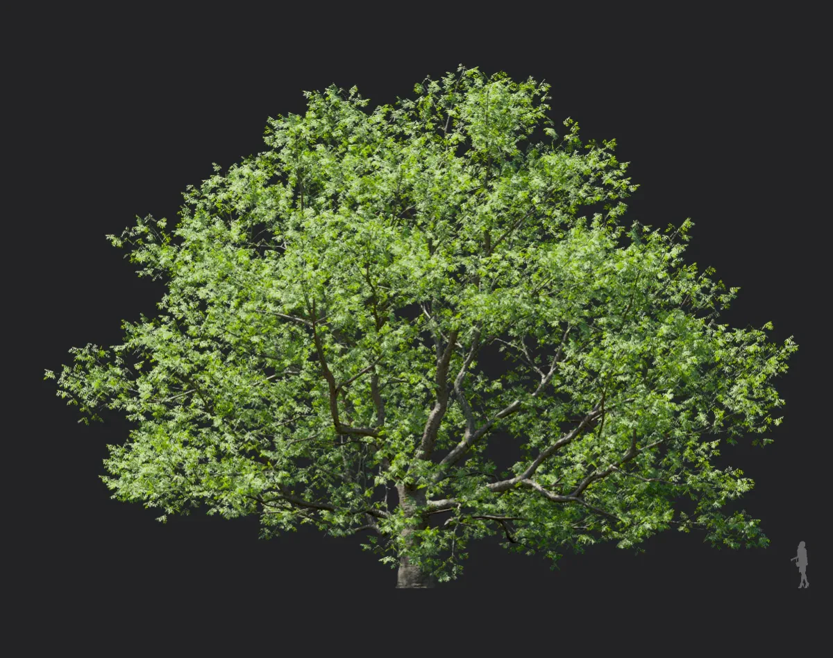 phellodendron amurense 004 — Скачать