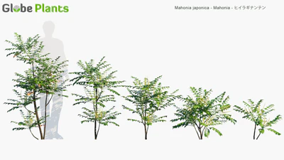 mahonia japonica — download