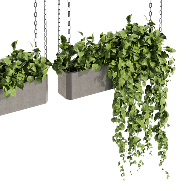 Collection plant vol 470 - ampelous - hanging - pothos — Скачать