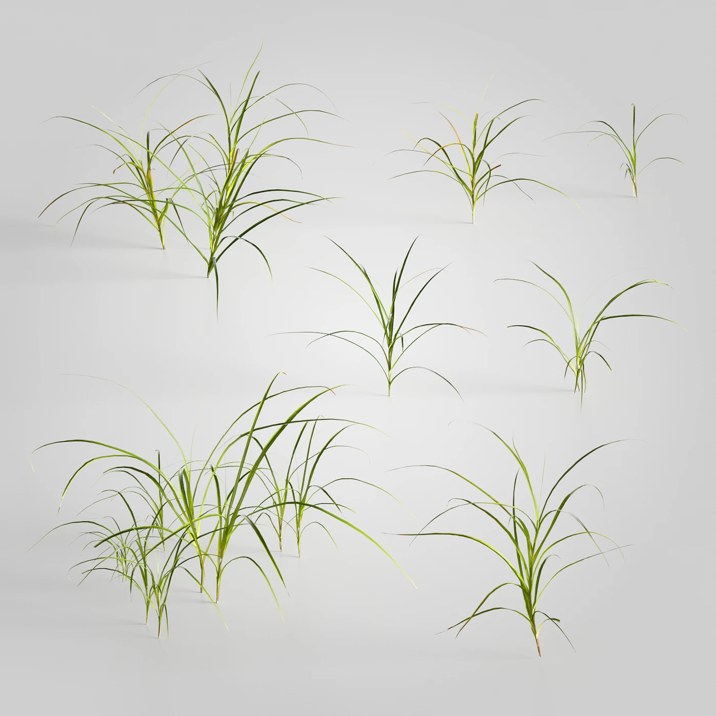 plants and weeds 012 — Descargar