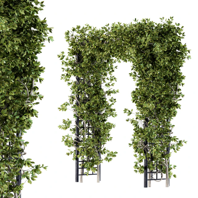 Outdoor Plant Set 121 - Pergola Ivy — Скачать